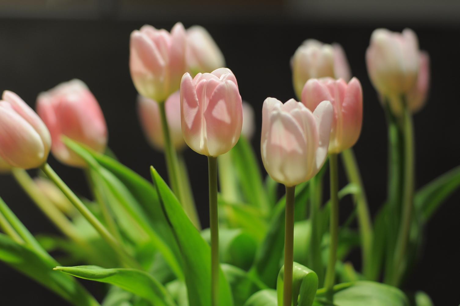 如何种植郁金香，养护郁金香时应该需要注意什么