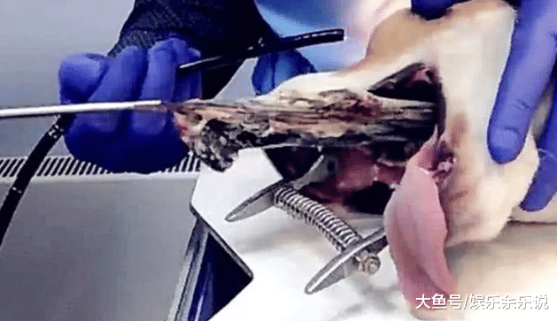 狗狗最近精神萎靡，带去医院检查，胃里东西取出后，当场脸红