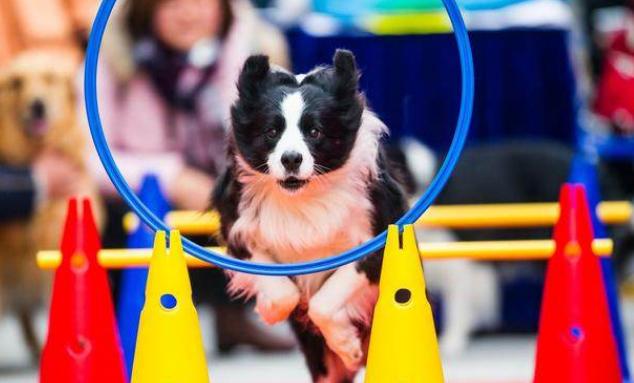 纯种边境牧羊犬都有的5个特点，你家狗狗纯吗？