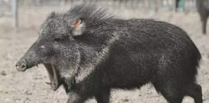 5種一度被認為已經滅絕的珍稀動物, 后來又被重新發現!