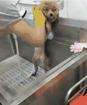 泰迪剃光毛后洗澡，眼神透露着悲哀：我的清白全没了