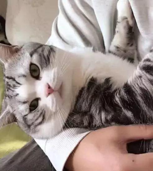 男友天天和小猫在一起，躺在男友怀里的猫咪，骄傲的看着女友