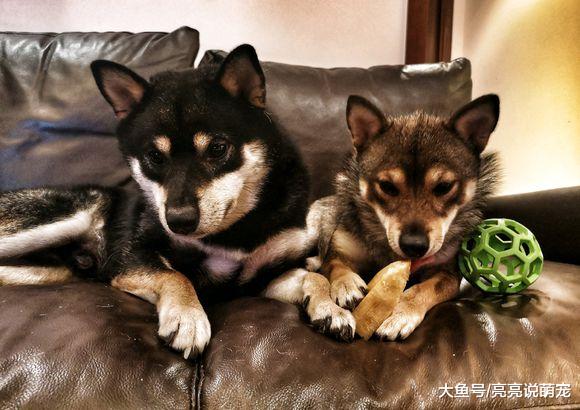 柴犬是新来的，它在“大哥”面前很乖，不敢随意乱动