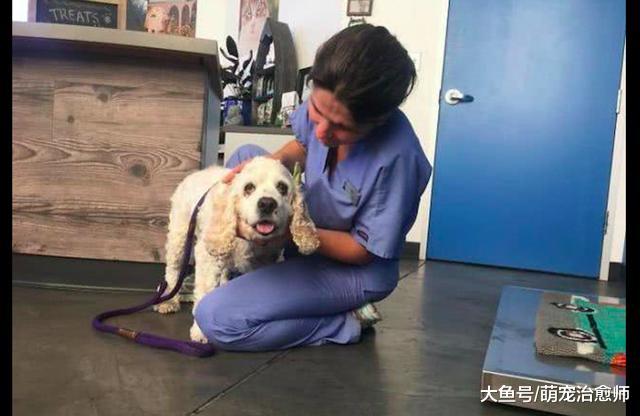 狗狗对前主人忠心耿耿18年，依然摆脱不了被抛弃的命运，好寒心