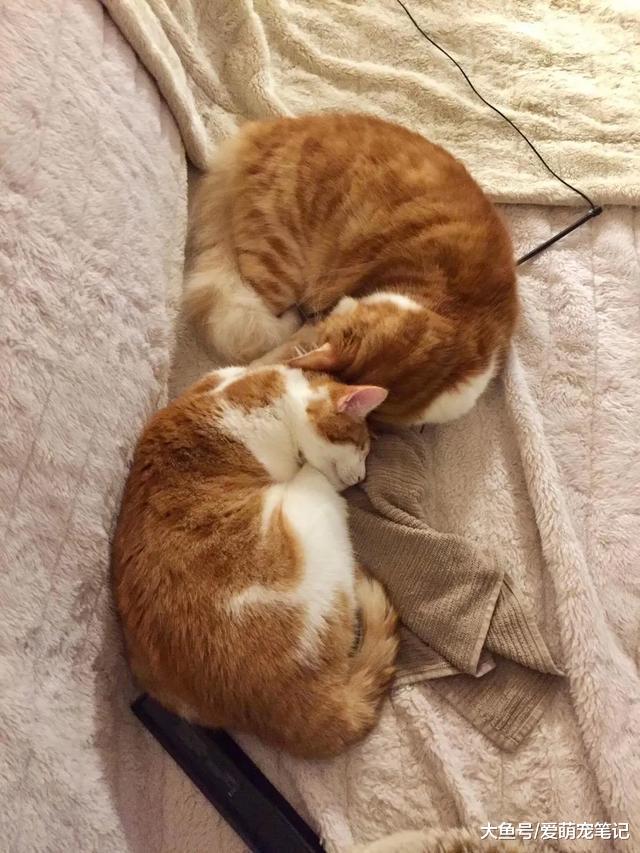 3周大的橘猫不幸失去左眼，却遇到同样失明的小猫，给了彼此温暖