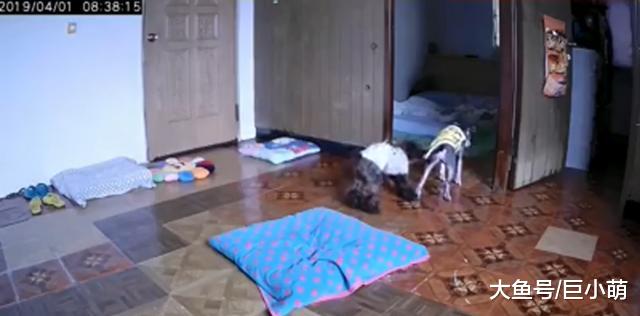 13岁雪纳瑞总被贵宾犬欺负，想逃进主人房还被赶，主人：快咬它