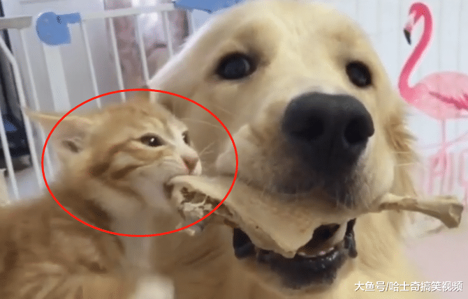 金毛因为太孤独，救了只猫当“媳妇”，过着没羞没臊的生活