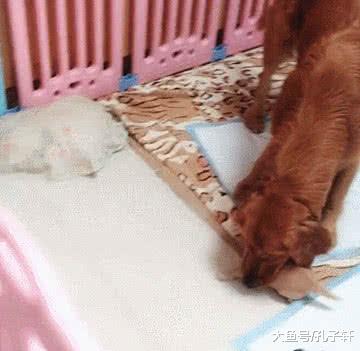 金毛妈把小金毛掉叼给主人看，多看一眼都不行，就是这么傲娇！