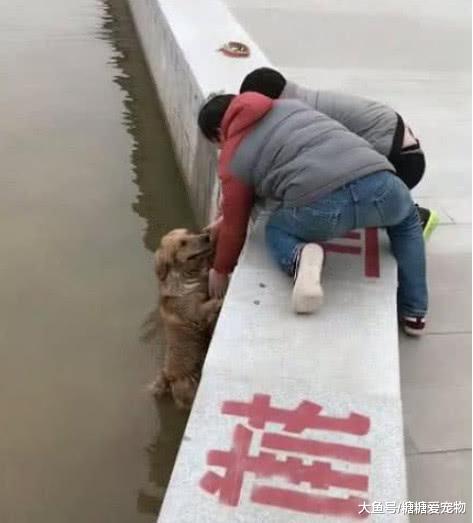 金毛意外落水, 主人伸手想把它拉上来, 结果却瞬间尴尬了!