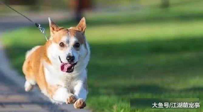 养狗以后每天都要遛狗，下面4种遛狗方式很‘伤狗’，你知道吗