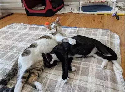 这只猫简直就是喵界宠妻狂魔，不仅吃饭让老婆先吃，就连老婆