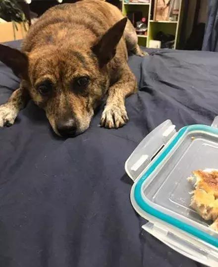 狗狗趴在怀孕女子肚上，被腹中孩子踢了一脚，瞬间懵逼