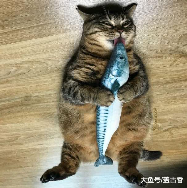 喵星人偷吃鱼干，被捉了个现行，主人：千防万防，家贼难防啊！