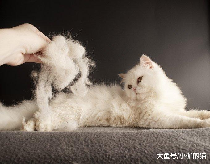 又有人因为猫掉毛弃养，所以养猫前请判断一下：能否接受这些缺点