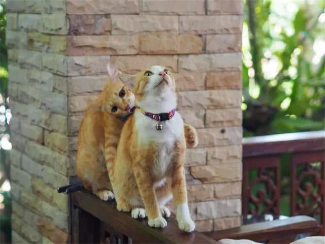 主人收养两只橘猫, 弟弟意外离世后, 哥哥每日守在窗口等它回家!