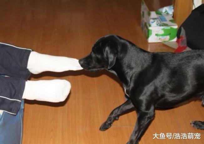 狗狗不会无缘无故咬你，如果你做了这5个动作，它不咬你才怪