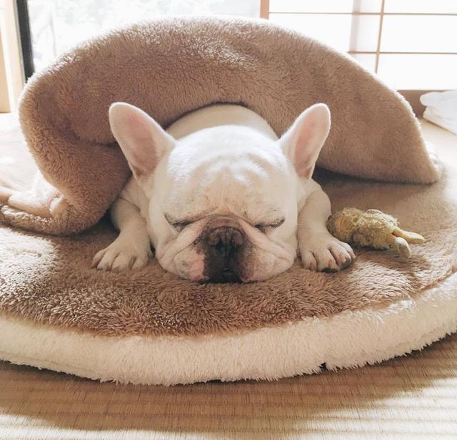 为什么狗狗睡觉会打呼噜？狗狗打呼噜是熟睡的表现吗？错