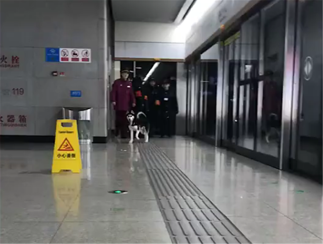 哈士奇闯入地铁站, 工作人员一顿追捕, 狗: 抓不到我吧……