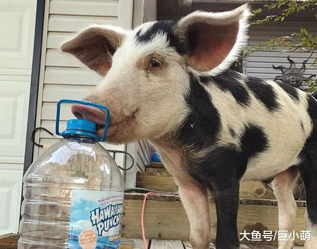 猪狗一家亲，猪崽屠宰场刀口逃生，转眼与狗子建立深厚情谊