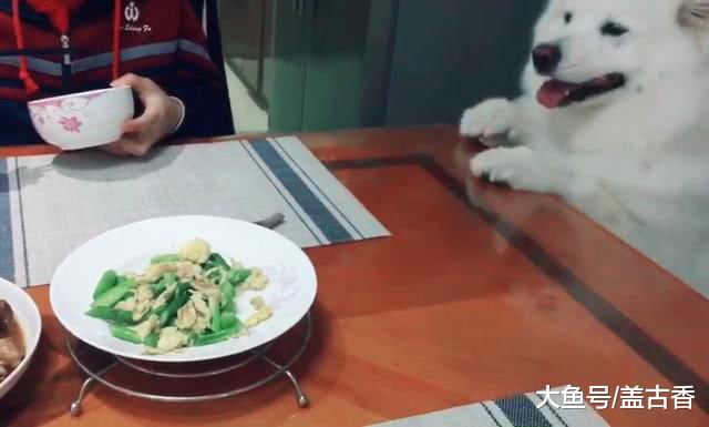 萨摩耶为了吃的亮出“杀手锏”，把主人“萌倒”忍不住大笑