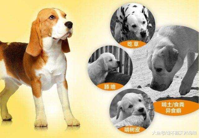 狗狗为什么喜欢吃墙灰呢？又该怎样制止狗狗吃墙灰呢？