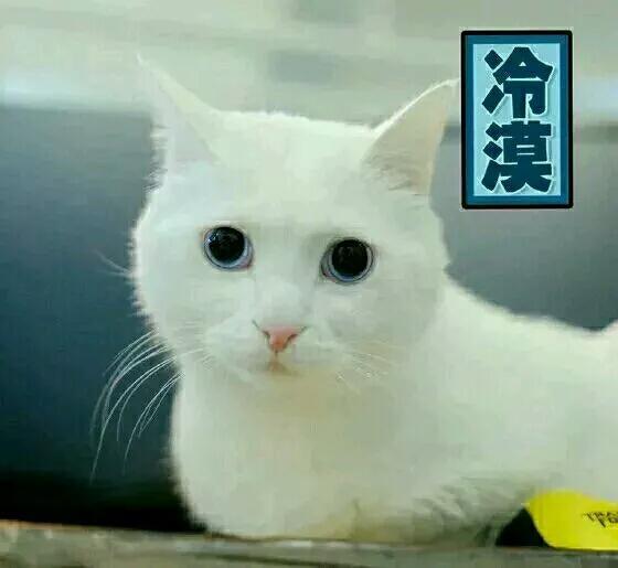 萌宠表情包，都不忍心斗图了