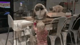 德牧外表凶悍，其实内心温柔，你喜欢德牧吗？