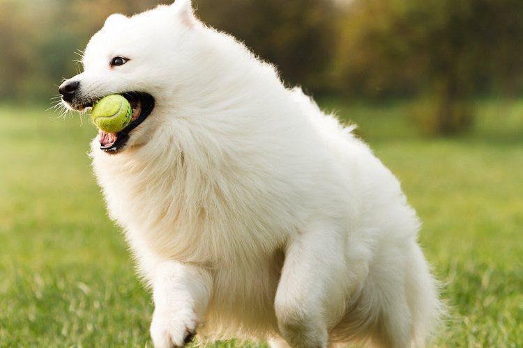 “天使的外表。恶魔的心”这样的萨摩耶你敢养吗？