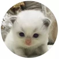 明明是我猫生的崽！怎么长得像隔壁老王的娃？