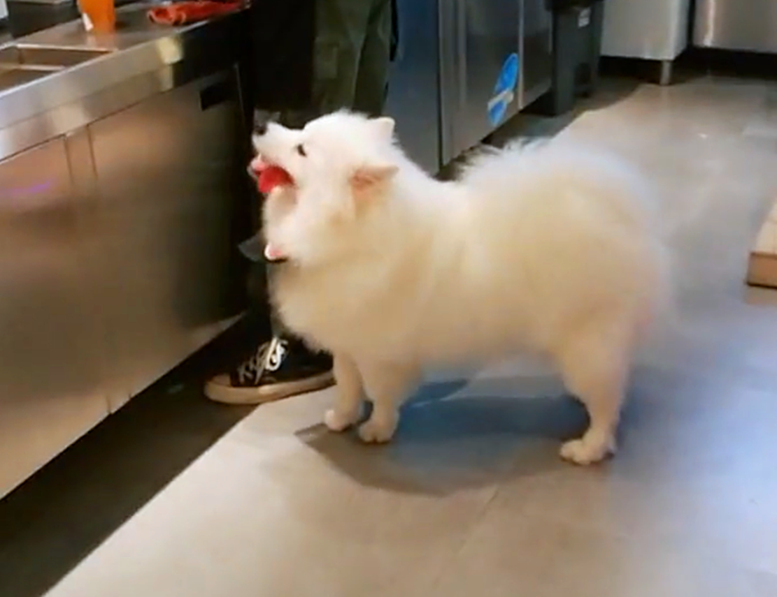 主人带着两只狗去逛街, 回来时抱着萨摩走, 阿拉: 我也要抱抱……