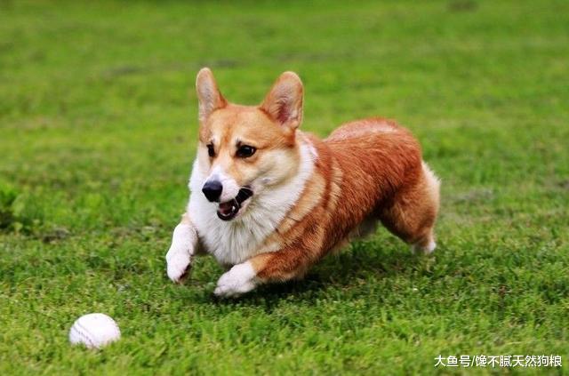 柯基犬除了威尔士的两种外，还有第三种，你知道吗？