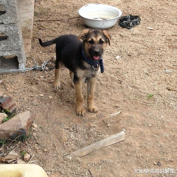 养只德牧陪着自己，晚上一个人在家还挺害怕，有它在好多了