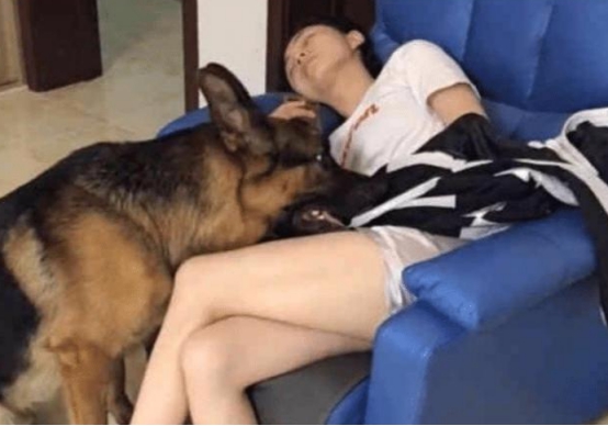 女主人睡着后牧羊犬慢慢靠近，它接下来的行为，男主人很惭愧