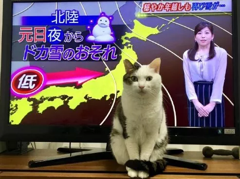 有人说，这是快速区分男女喵的方法，只不过…