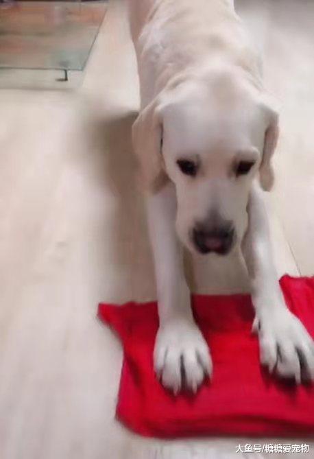 某汪为了生存，竟在家做起了家务，主人：擦不干净扣你的小骨头哦！