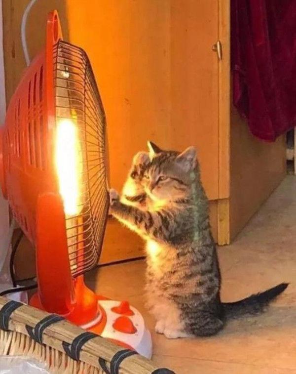 本想养只猫暖手过冬, 转头看到这场景, 主人: 这货还不如我扛冻