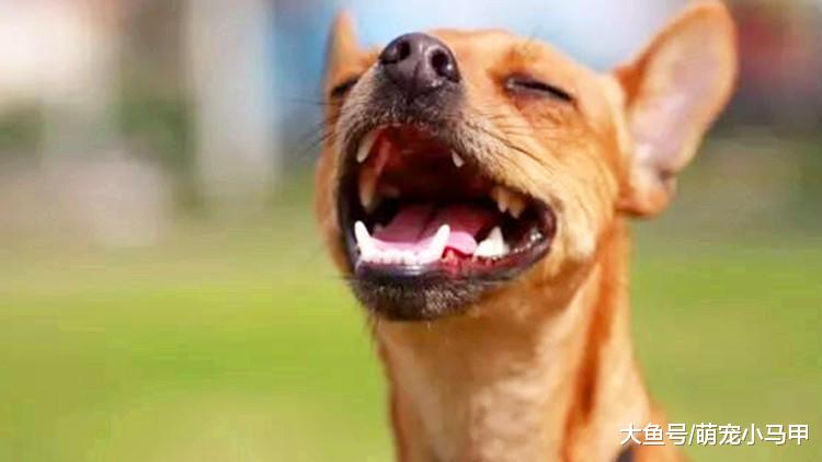 如果主人没有了狗狗，你的生活将是怎样？