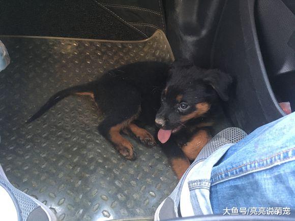 网友开车带罗威纳回老家，驱车300公里，一路上它都很听话