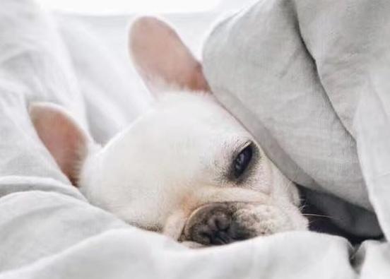 属狗人生于早，中，晚的区别