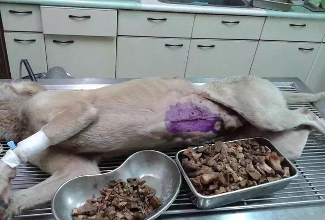 5大狗狗禁忌食物，每一样都很恐怖，主人要帮狗狗＂挑食＂