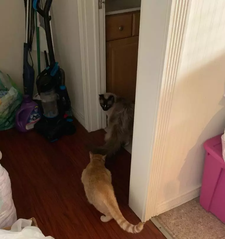 猫界“洪世贤”！始乱终弃的样子像极了你的前男友...