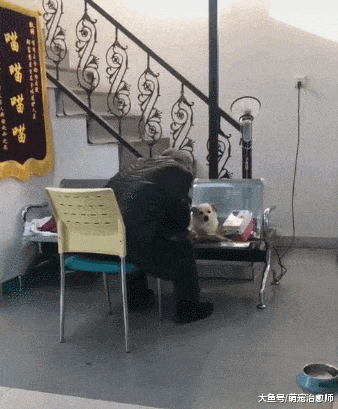 狗狗生病了在打點滴，老爺爺就一直陪伴在它身邊：別怕有我在！