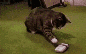 喵星人是最容易發生意外的“高危物種”