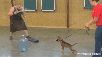 德牧才两个多月大，就参加了警犬训练，混口饭吃真不容易啊