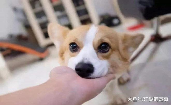 送给新手养狗的6个建议，这些知识一定要知道