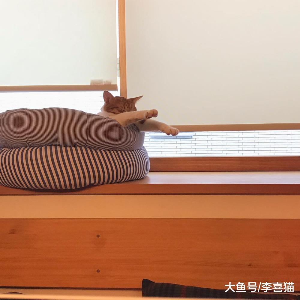 看到猫咪流泪别忙着陶醉和脑补, 猫咪的眼泪跟情绪化并没任何关系