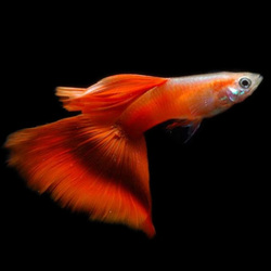 浅谈黄化全红孔雀鱼