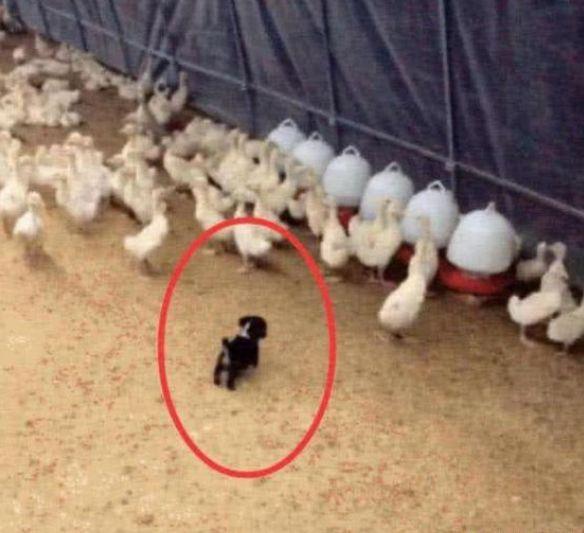 主人听见鸭子在惨叫, 以为有人在偷鸭子, 带着铁棍出去, 被笑哭了