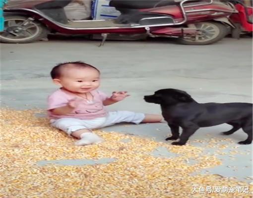 主人去田里收庄稼，土狗帮忙照看小宝宝，果然是个合格的家庭成员