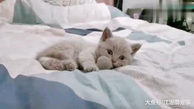 猫咪喜欢睡觉的4个地方，以后再也不担心找不到他们了